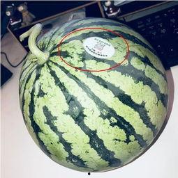 最新的网红吃瓜视频大全,笑料百出，精彩纷呈