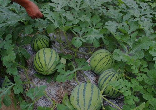 河南搞笑网红吃瓜图片,笑料百出引人捧腹