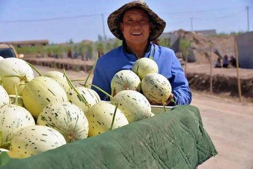 甘肃籍网红吃瓜,揭秘瓜界风云