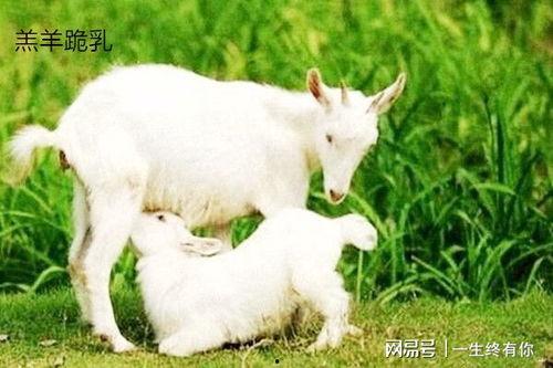 网红小羊在线吃瓜,网红小羊带你领略在线吃瓜新风尚