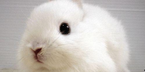 网红puppy袭月吃瓜,揭秘娱乐圈幕后真相