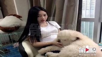 网红狗子张悦吃瓜视频,带你领略萌宠界的欢乐时光