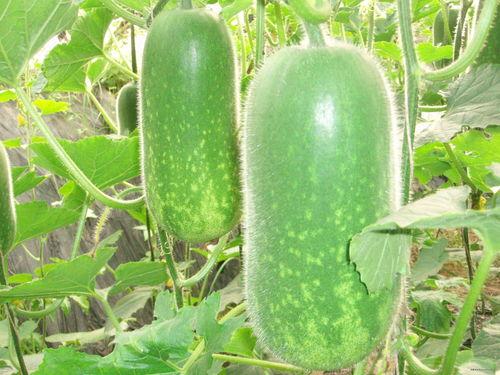 吃瓜事件网红九月份