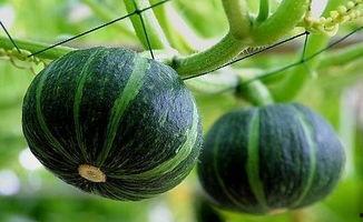 下沙网红吃瓜事件真相揭秘