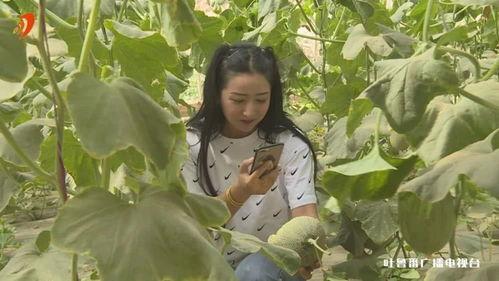 网红直播吃哈密瓜