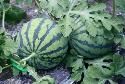 吃瓜网教程,轻松掌握网络信息获取与分享技巧