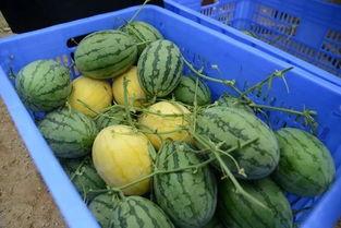 莒县网红吃瓜群微信号