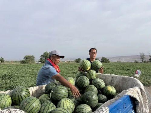 吃瓜最新事件网红中文一区,揭秘背后真相与争议