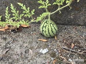 网红小刀吃瓜,揭秘娱乐圈幕后真相