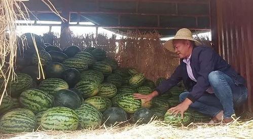 吃瓜网瓜农瓜妹,吃瓜网上的甜蜜瓜界传奇